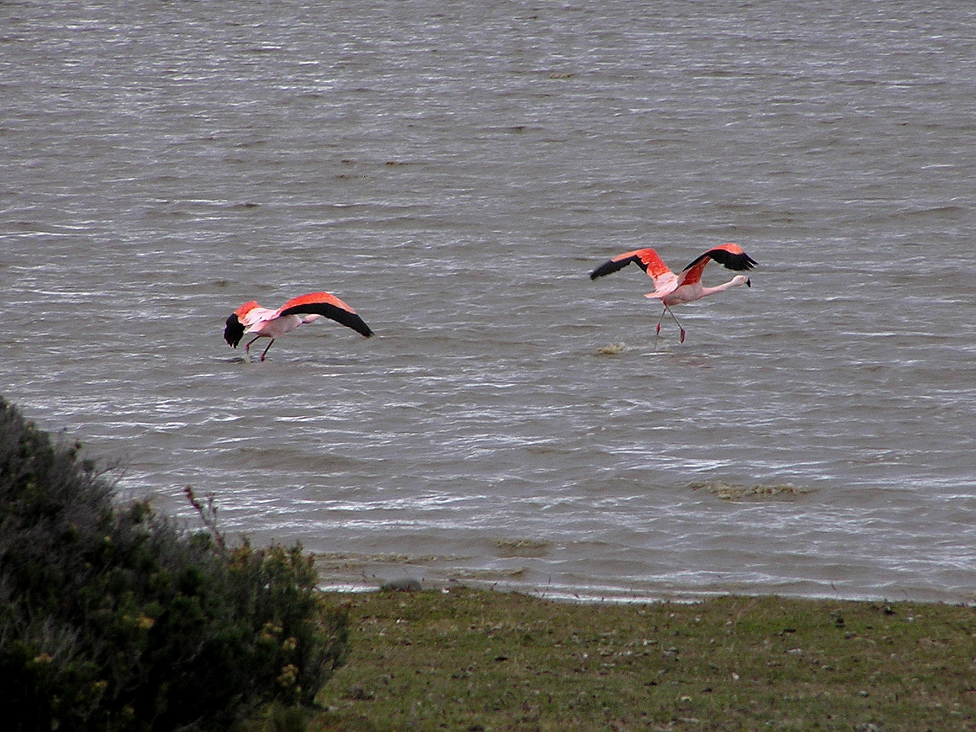 Chilean Flamingoes near Punta Arenas, Chile